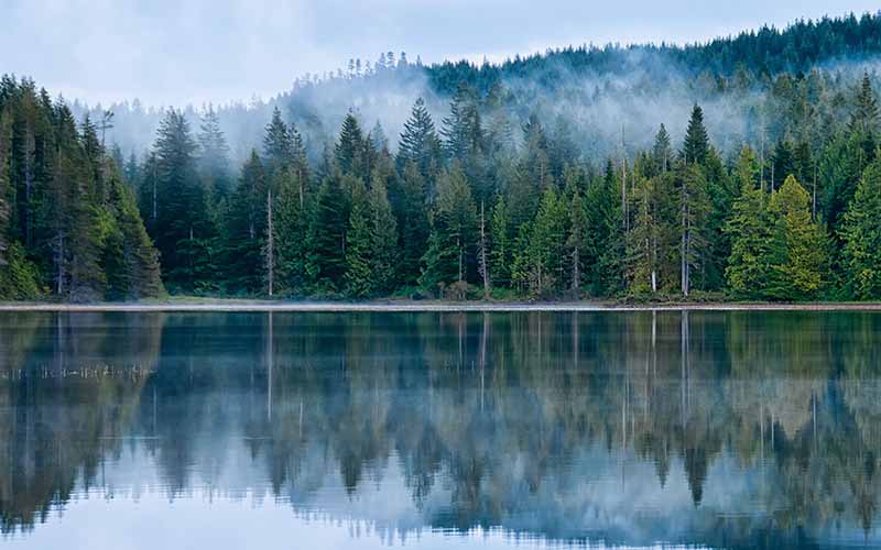 trees and other natural elements