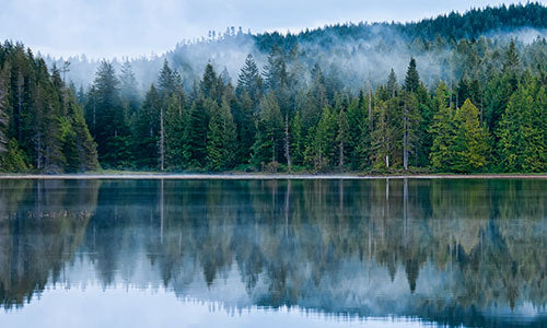 trees and other natural elements